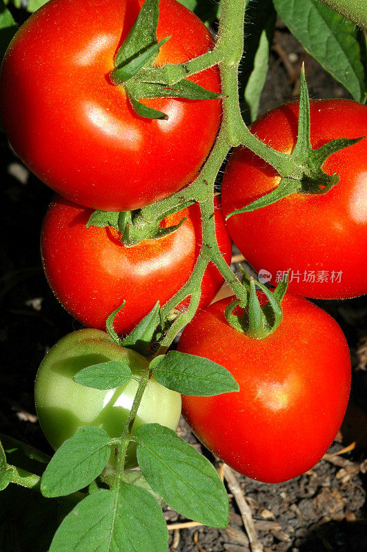 蕃茄(Lycopersicon esculentum)，长于藤上